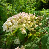 Kwiaty doniczkowe - Hortensja dębolistna 'Applause' (Hydrangea quercifolia) Doniczka 2.0L - miniaturka - grafika 1