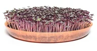 Nasiona i cebule - Legutko Microgreens Bazylia Czerwona 100g Mic000014 - miniaturka - grafika 1