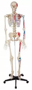 Szkielet człowieka 181 cm - model z mięśniami - Mały naukowiec - miniaturka - grafika 1