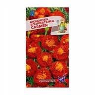 Nasiona i cebule - Aksamitka rozpierzchła Carmen 1g / O / - miniaturka - grafika 1