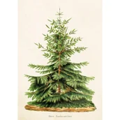 Religia i religioznawstwo - Skona Ting Karnet ST323 B6 + koperta Jodła - miniaturka - grafika 1