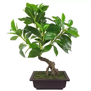 Leaf Sztuczne małe drzewko bonsai - Sztuczne drzewka - miniaturka - grafika 1
