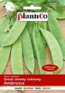 Nasiona i cebule - Plantico Groch cukrowy - miniaturka - grafika 1