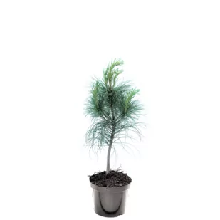 Sosna himalajska, wys.40-60 cm, don.2 l - Sadzonki drzew krzewów - miniaturka - grafika 1