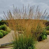 Trawy i trawniki - Trzęślica trzcinowata 'Fontane' (Molinia arundinacea) Doniczka 2.5L - miniaturka - grafika 1