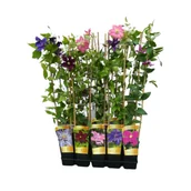 Kwiaty doniczkowe - Powojnik C2 z kratką mix - miniaturka - grafika 1