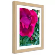 Plakaty - Plakat w ramie naturalnej, Różowy duży kwiat (Rozmiar 30x45) - miniaturka - grafika 1