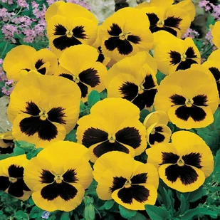 Bratek Wielkokwiatowy żółty z plamą (Viola X Wittrockiana) 150 nasion - Nasiona i cebule - miniaturka - grafika 1