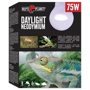 Repti Planet RP Żarówka Daylight Neodymium 75W - Akcesoria do terrarium - miniaturka - grafika 1
