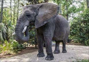 Bubbles the 9,000-pound African elephant at Myrtle Beach Safari program, South Carolina., Carol Highsmith - plakat 59,4x42 cm - Plakaty - miniaturka - grafika 1