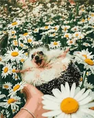 Malowanie po numerach - Artnapi 40x50cm Malowanie Po Numerach - Jeż w stokrotkach - Na Drewnianej Ramie - miniaturka - grafika 1