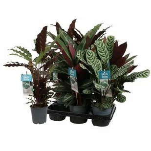 Calathea Doniczka Średnica 12Cm 1 Szt - Woda - miniaturka - grafika 1