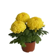 Kwiaty doniczkowe - Chryzantema wielokwiatowa 3 kule misa 15 cm żółta - miniaturka - grafika 1