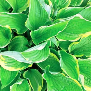 Hosta Funkia Aureomarginata 1 szt. - Nasiona i cebule - miniaturka - grafika 1