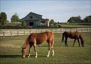 Plakaty - Horses at a ranch in rural Alabama, Carol Highsmith - plakat 80x60 cm - miniaturka - grafika 1