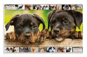 Podkładki na biurko - Podkładka na biurko, Psy - miniaturka - grafika 1
