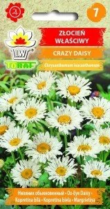Toraf Złocień Crazy Daisy nasiona kwiatów 0,2g 01230 - Nasiona i cebule - miniaturka - grafika 1