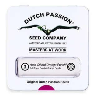 Nasiona konopi CBD Dutch Passion - CBD Auto Critical Orange Punch 3szt. - Nasiona i cebule - miniaturka - grafika 1