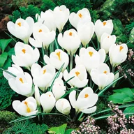 Nasiona i cebule - Krokus Wielkokwiatowy Jeanne D'Arc 10 szt Krokusy cebulki krokusów - miniaturka - grafika 1