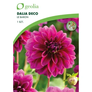 Dalia pomponowa Le Baron 1szt. cebulki kwiatów Geolia - Nasiona i cebule - miniaturka - grafika 1