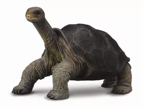 Collecta Żółw z wyspy Pinta 88619 - Figurki dla dzieci - miniaturka - grafika 1