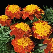 Nasiona i cebule - Aksamitka rozpierzchła Orange Flame nasiona - miniaturka - grafika 1