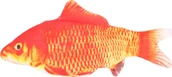 Zabawki dla kotów - Sourcing FLOUNDER MOVING FISH CAT ORANGE 30CM - miniaturka - grafika 1