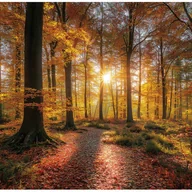 Fototapety - Fototapeta Las Drzewa Natura 350x250 cm Tapeta Do Sypialni Salonu Kuchni Na Flizelinie - miniaturka - grafika 1