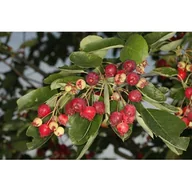 Sadzonki drzew krzewów - Świdośliwa olcholistna Sleyt - miniaturka - grafika 1