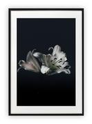 Plakaty - Plakat B2 50x70 cm Kwiat Natura Czerń WZORY - miniaturka - grafika 1