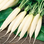 Nasiona i cebule - Rzodkiew ASTOR (biała, podłużna) Raphanus sativus L. var. niger - miniaturka - grafika 1