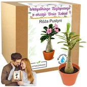 Nasiona i cebule - Prezent na Dzień Kobiet Róża najlepsza kobieta na świecie upominek dla mamy - miniaturka - grafika 1