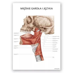 Plakat anatomiczny – Mięśnie gardła i języka - Marta Pawelec - Mapy i plansze edukacyjne - miniaturka - grafika 1