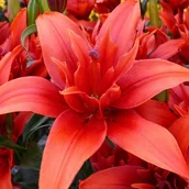 Nasiona i cebule - Lilia azjatycka pełna Red Twin 1 szt. cebule cebulki lilii lilie - miniaturka - grafika 1