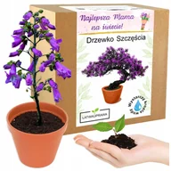 Nasiona i cebule - Prezent na Dzień Matki drzewko szczęścia bonsai prezent na Dzień Mamy róża - miniaturka - grafika 1