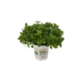 Kwiaty doniczkowe - Bazylia don 12 cm - miniaturka - grafika 1