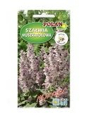 Nasiona i cebule - Szałwia muszkatołowa 0,5 g POLAN - miniaturka - grafika 1