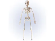 Halloween - Szkielet - 40 cm - miniaturka - grafika 1