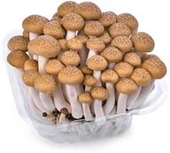 Szybkie dania obiadowe - Grzyby Shimeji Białe 150g - miniaturka - grafika 1