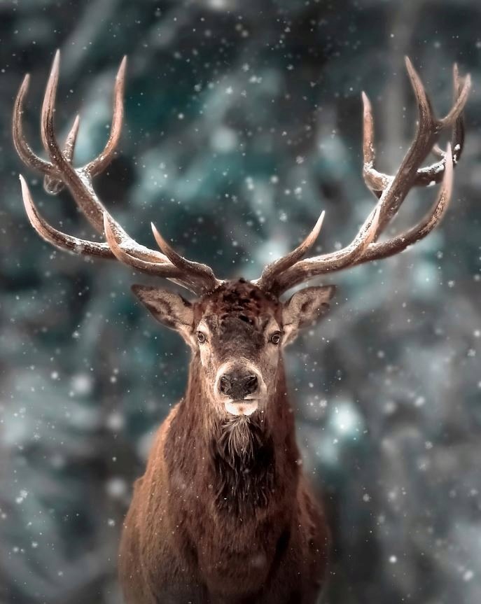 PODKŁADKA POD MYSZ Z Nadrukiem 22x18 cm JELEŃ ZIMA Tekst Prezent