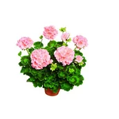 Kwiaty doniczkowe - Pelargonia rabatowa Helena - miniaturka - grafika 1