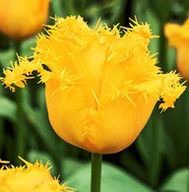 Nasiona i cebule - Tulipan Strzępiasty Yellow Valery 5 szt cebulki Tulipany - miniaturka - grafika 1