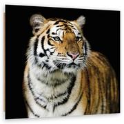 Obrazy i zdjęcia na płótnie - Obraz Deco Panel, Majestatyczny tygrys (Rozmiar 50x50) - miniaturka - grafika 1