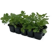 Kwiaty doniczkowe - Poziomki 10-pak odmiana Regina - miniaturka - grafika 1