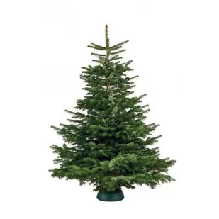 Jodła kaukaska premium cięta 200 - 250 cm - Choinki - miniaturka - grafika 1