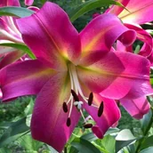 Nasiona i cebule - Lilia drzewiasta Empoli Xl (18/20) 1 szt. cebule cebulki lilii lilie - miniaturka - grafika 1