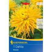 Nasiona i cebule - Dalia Encore - miniaturka - grafika 1