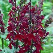 Nasiona i cebule - Lobelia cardinalis Crimson Princess 1 szt. - miniaturka - grafika 1