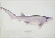 Plakaty - Antique fish Tiger Shark, F. E. Clarke - plakat 70x50 cm - miniaturka - grafika 1