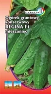 Nasiona i cebule - Ogórek konserwowy Regina F1 2g / L / - miniaturka - grafika 1